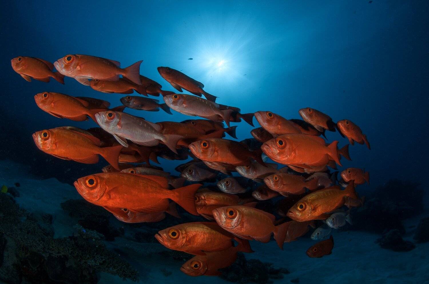 природа, животные, подводный мир,рыбы,дикая природа, Дмитрий Старостенков