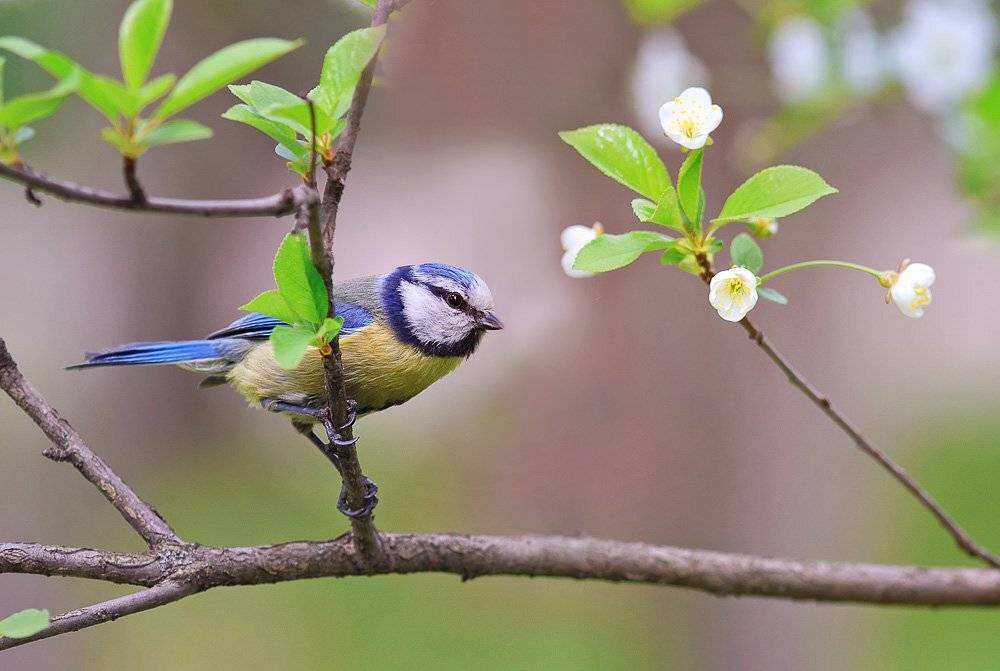 синица, Наталья