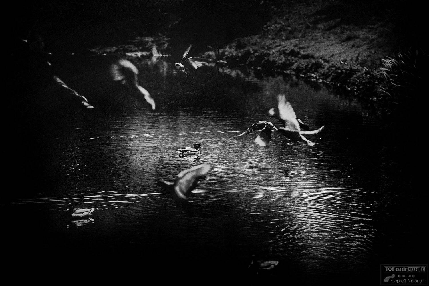 Водоем, Голуби, Утки, Черно-белое фото, Сергей Урюпин