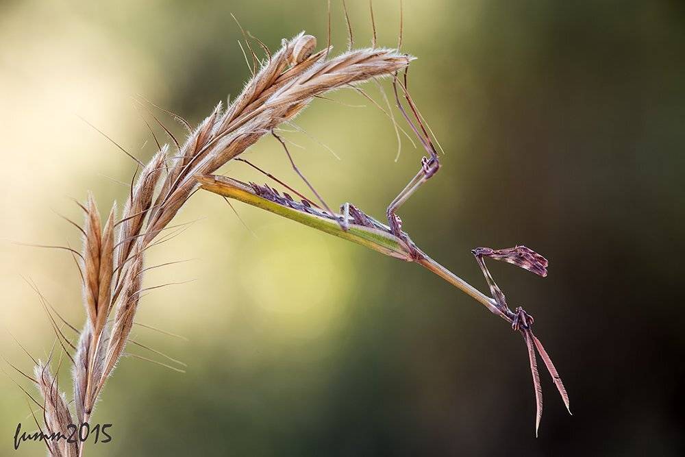 , Игорь ФУММ