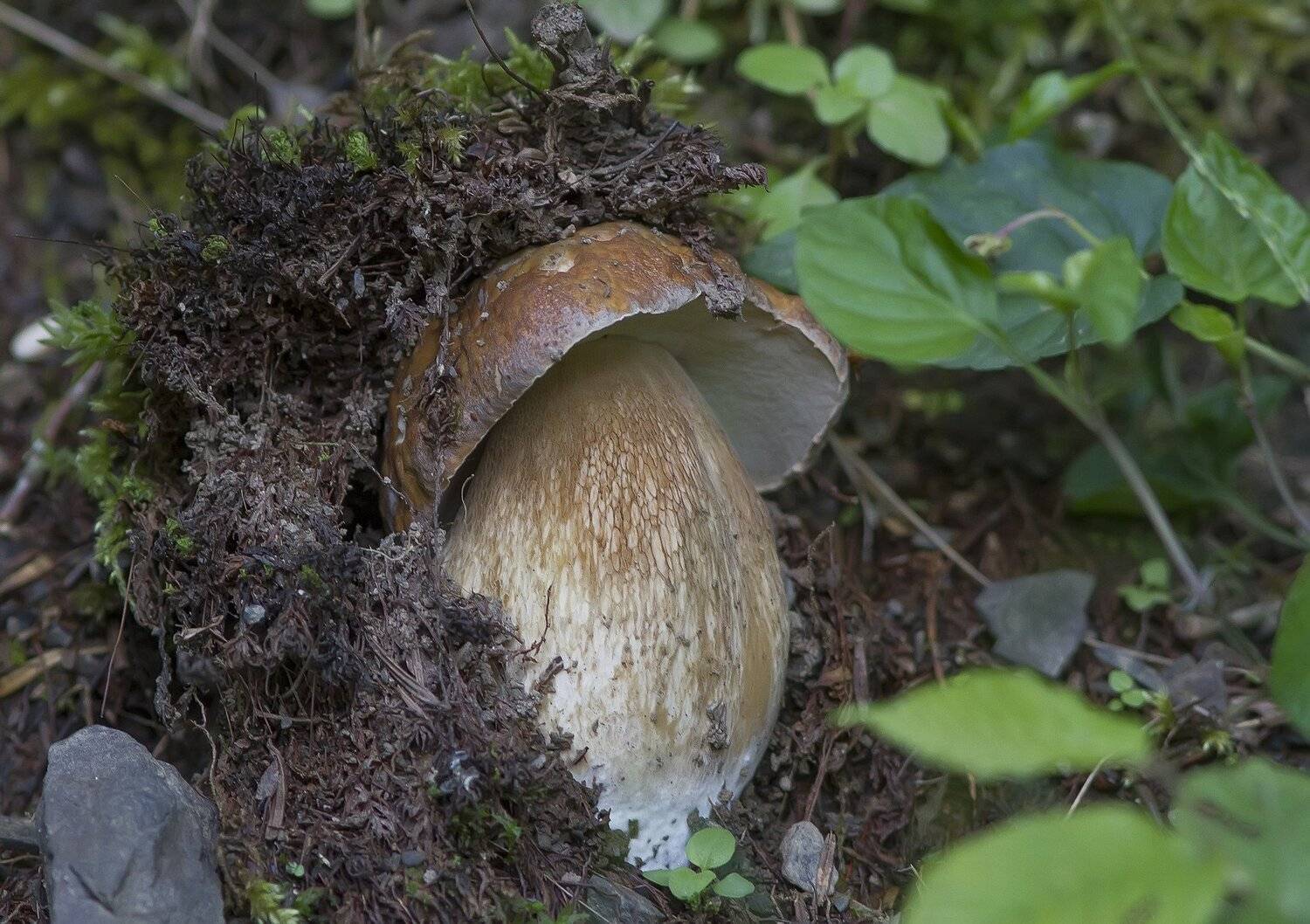 Белый гриб, Тесленко Игорь