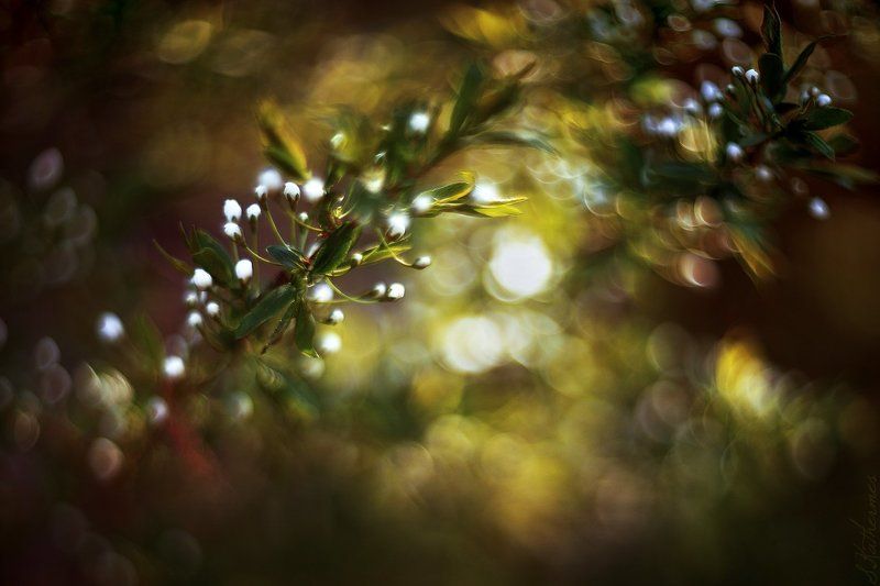 plum blossom фото превью