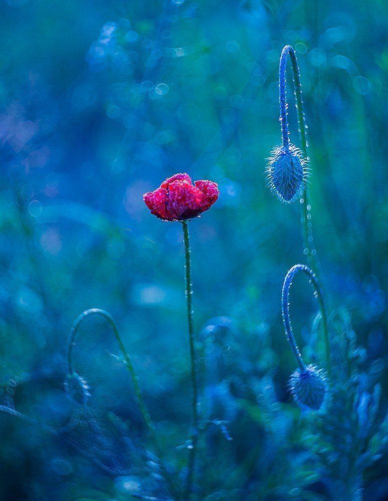 , Pawel Plucinski
