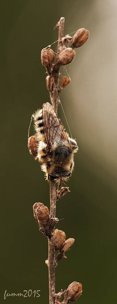 , Игорь ФУММ