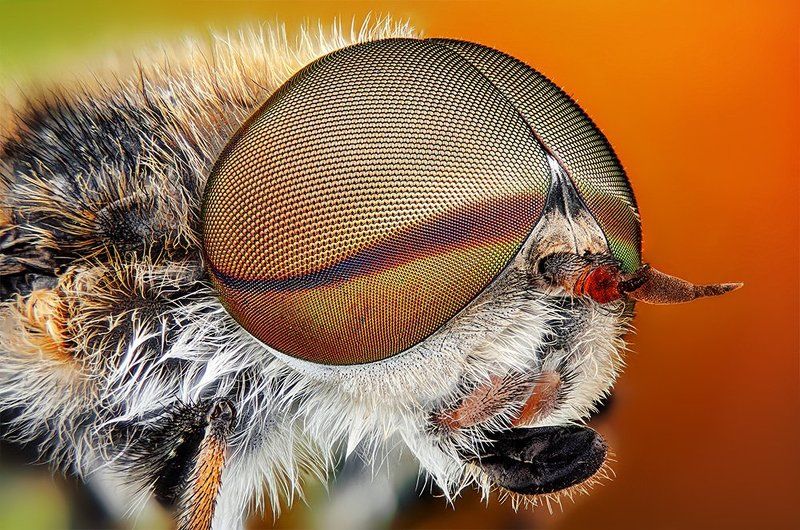 pu5z3k Tabanus bovinus фото превью