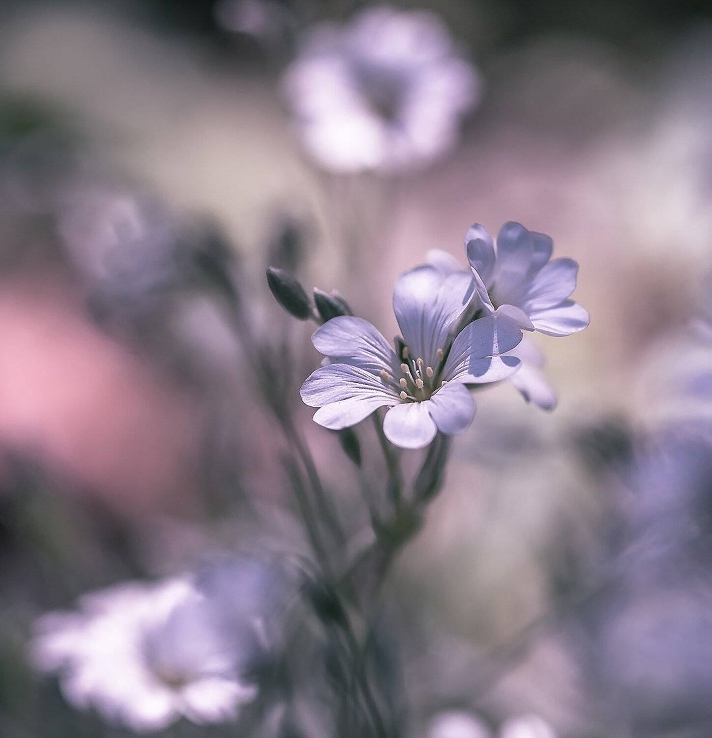 макро, природа, флора, цветы, Антонина