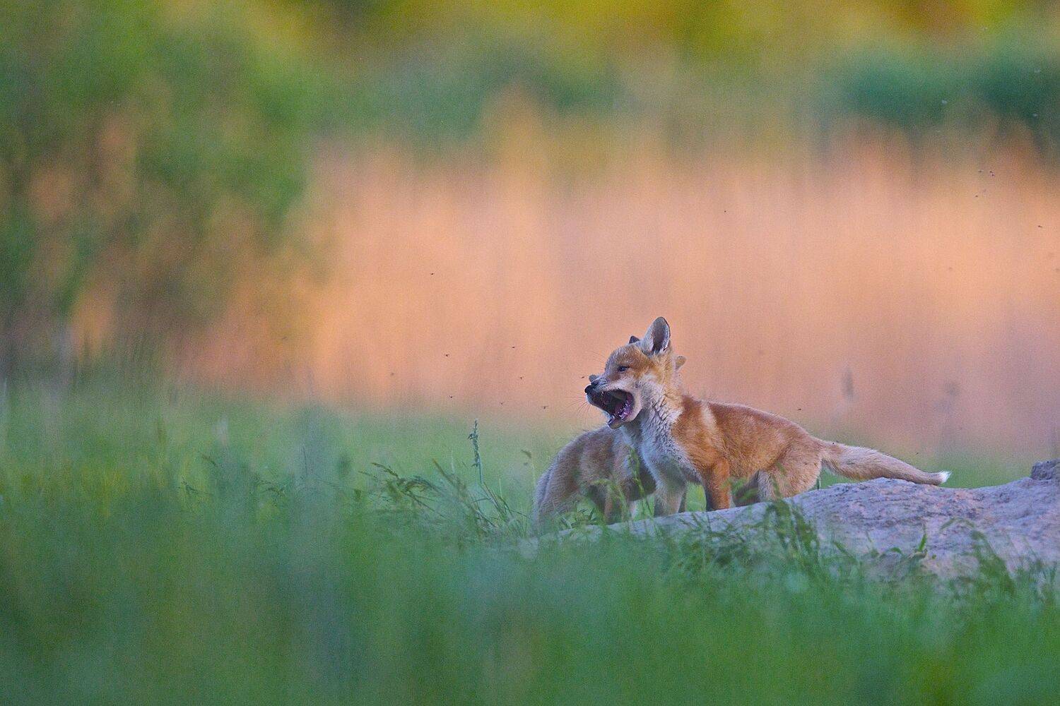 , Мазурин Евгений