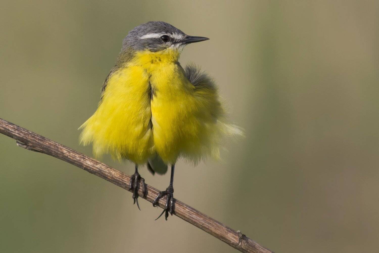 Жёлтая трясогузка, Ляпустин Юра