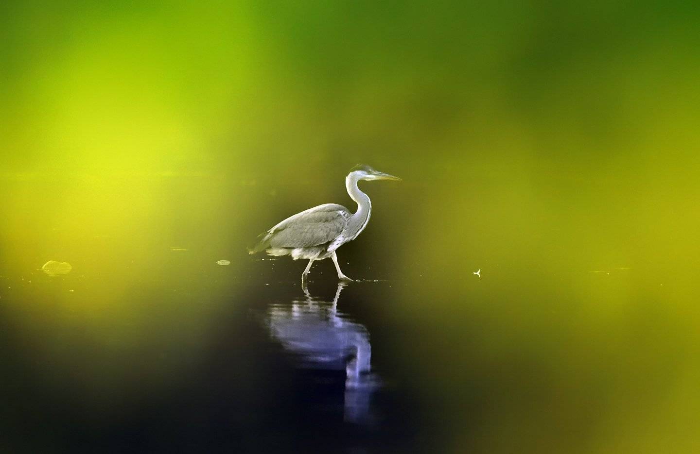 Common heron, KIM SUK EUN