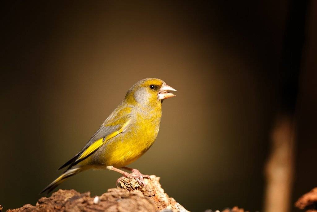 Зеленушка птицы, Юрий Кулаков