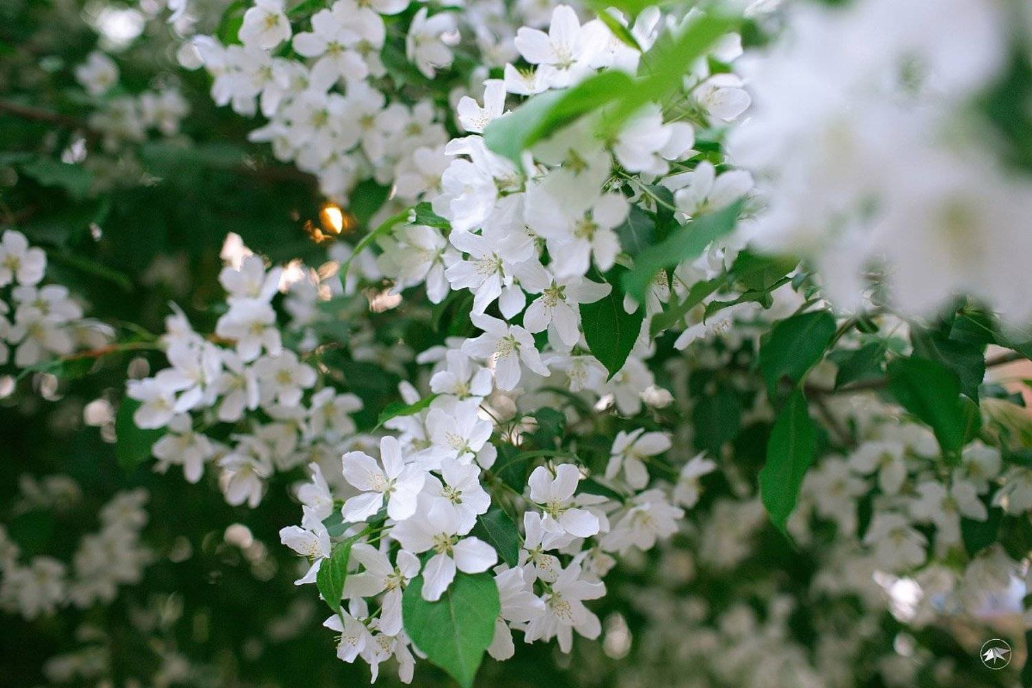 1DsIII, 35L, MarkIII, RPP, Wallpaper, Вечер, Деревья, Зелень, Листья, Цветы, Роман Золотой