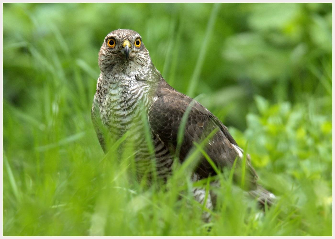 , Валерий Субачев