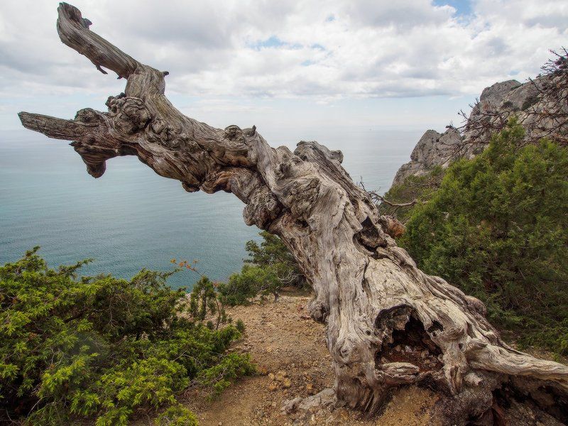 Деревья Караул Оба. Страж у поворота фото превью