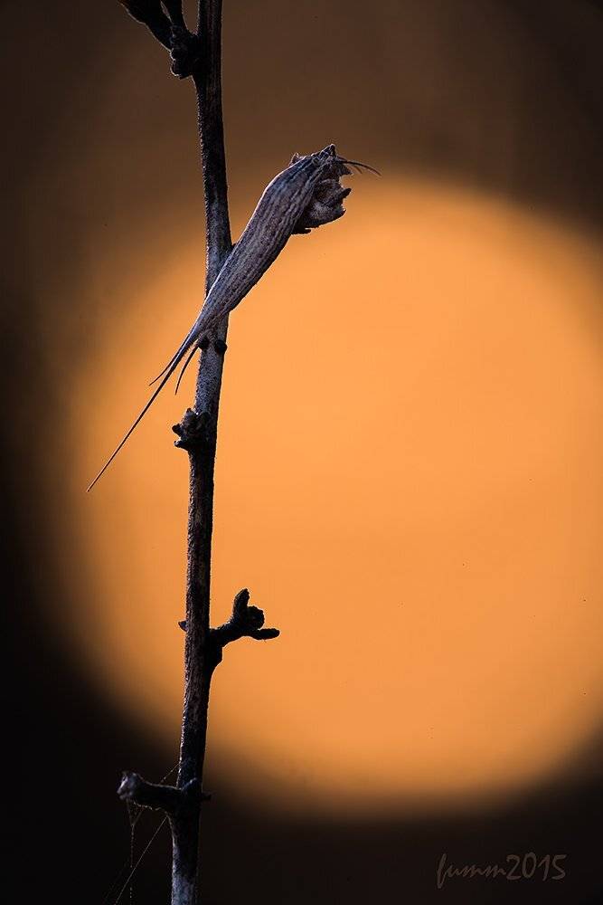 , Игорь ФУММ