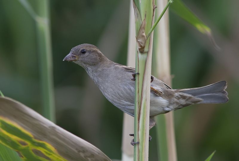 Воробей, птицы Охотница фото превью