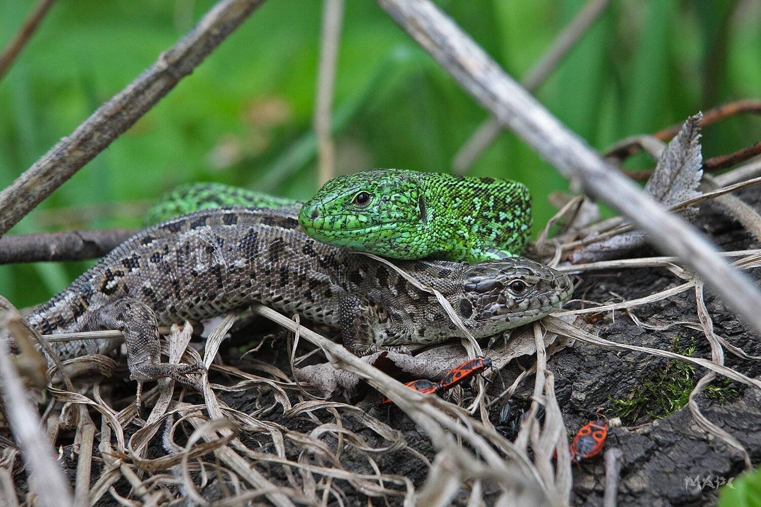 , Шангареев Марс