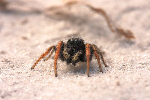 Паук - скакун ( Philaeus chrysops)
