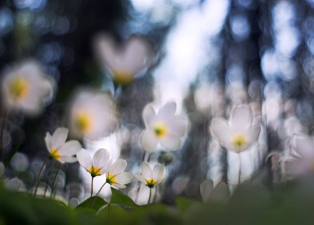 , Валерия Зверева