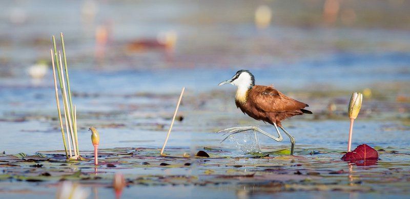 босиком по окаванге... фото превью