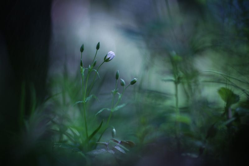Звездчатка ланцетолистная фото превью