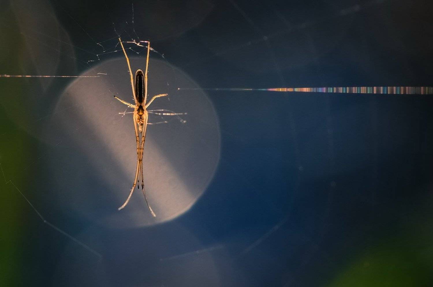 , Вячеслав Мищенко