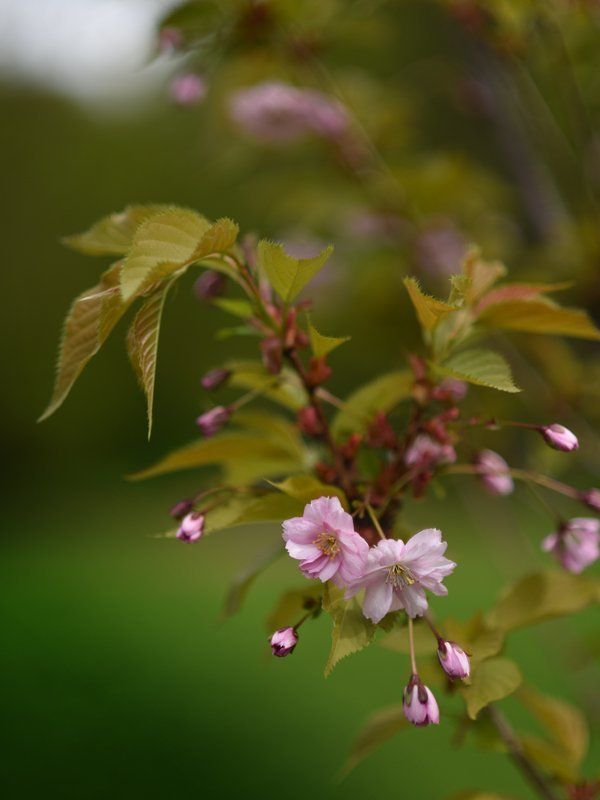 Сакура Сакура фото превью