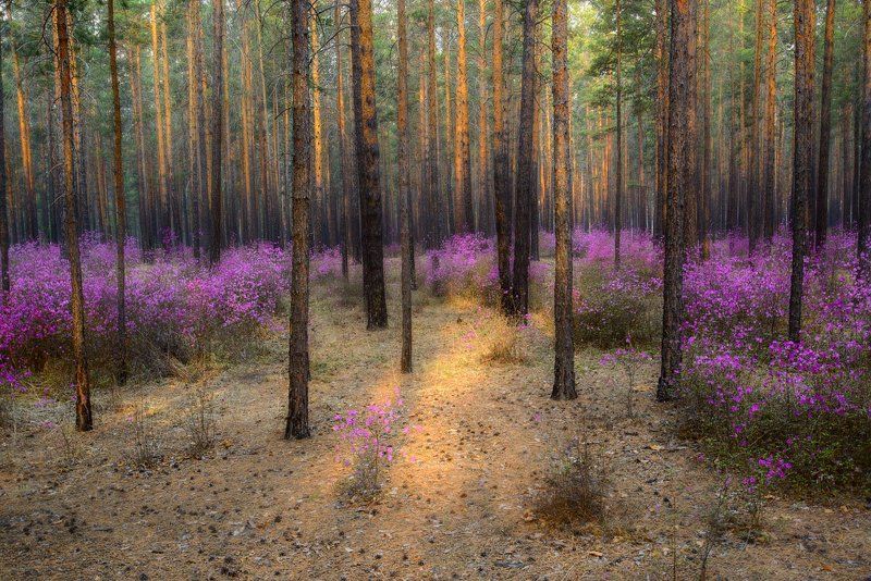 Средь зарослей багульника фото превью