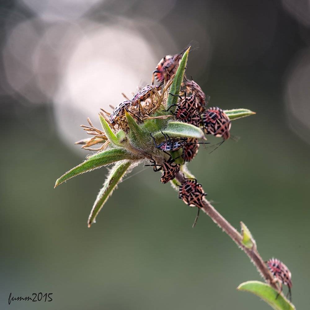 , Игорь ФУММ