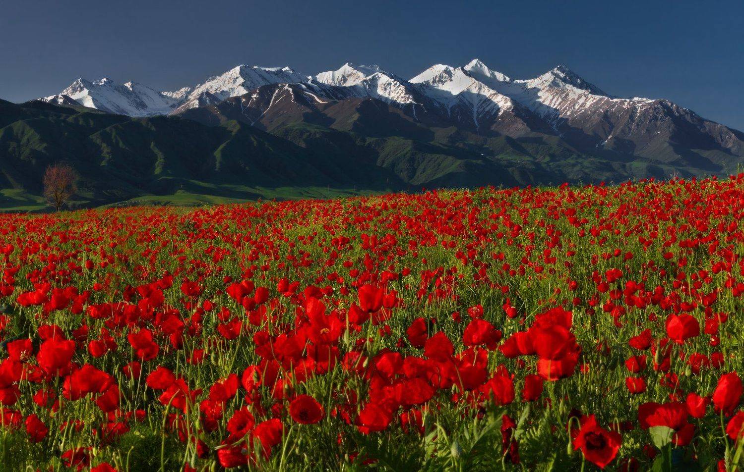 киргизия, бишкек, маки, горы, t_berg, Михаил Трахтенберг