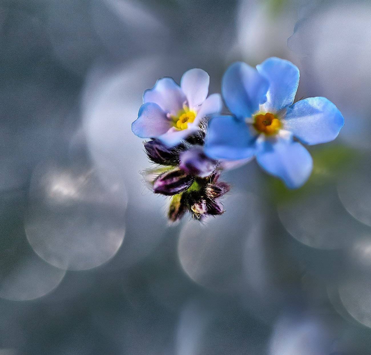 Качурин алексей, Незабудки, Оренбургская область, Орск, Качурин Алексей
