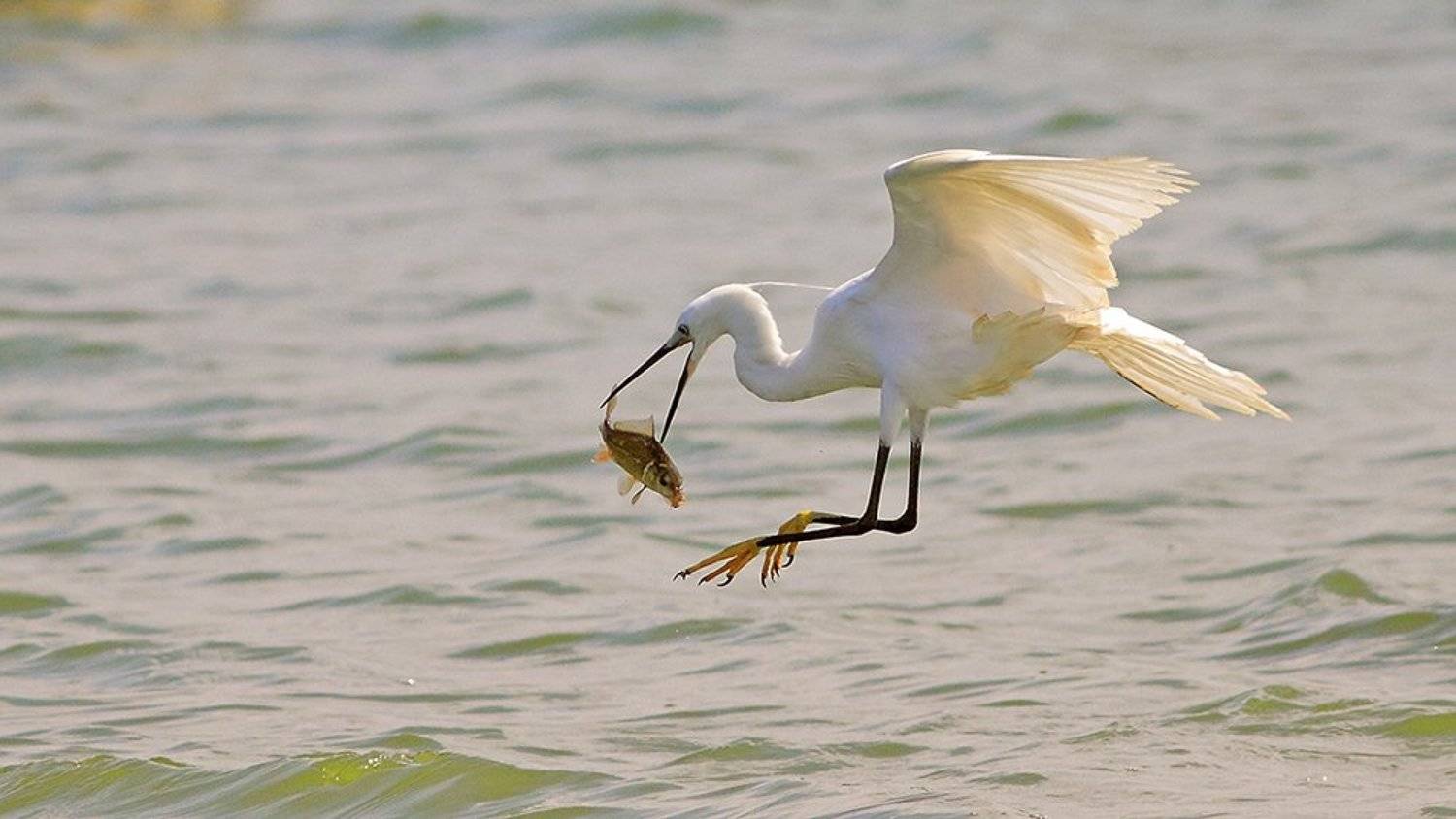 animals,birds,egret, fish,7d,400mm, животные,птицы,рыба, Yuri Gomelsky