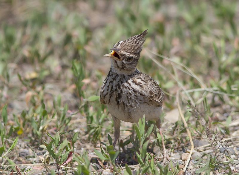 Жаворонок Жаворонок хохлатый с глупым выражением лица :) фото превью