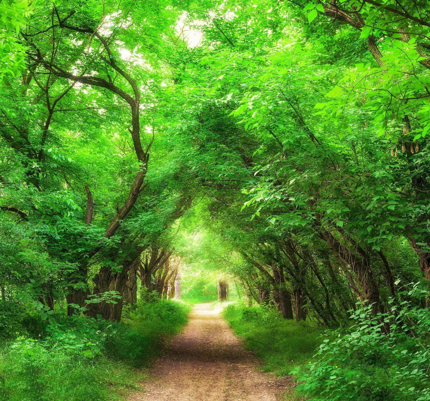 Арка, Весна, Деревья, Лес, Май, Природа, Солнечно, Тропинка, Украина, Анастасия Сак