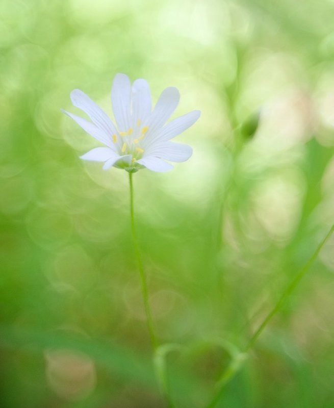 Акварельки... фото превью