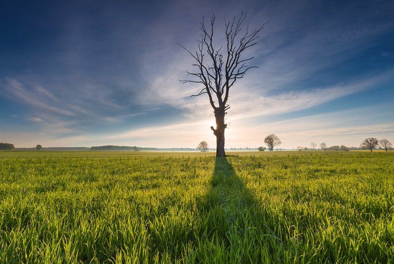 Old tree фото превью