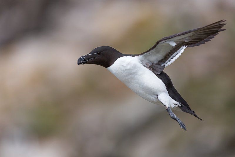 Razorbill фото превью