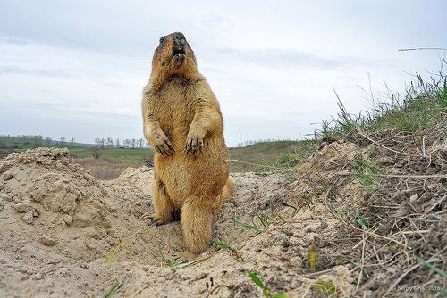 Беспокойный байбак