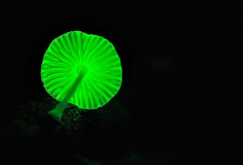 Glowing mushroom, Green, Macro, Mushrooms, Nature glowing mushroom фото превью
