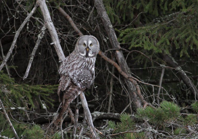 про сову фото превью