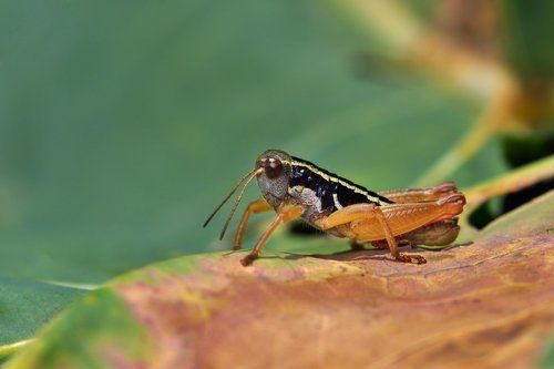 Саранчовая депрессия