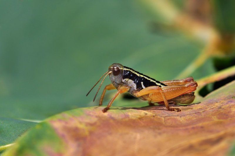 макро, macro, close-up, nature Саранчовая депрессия фото превью