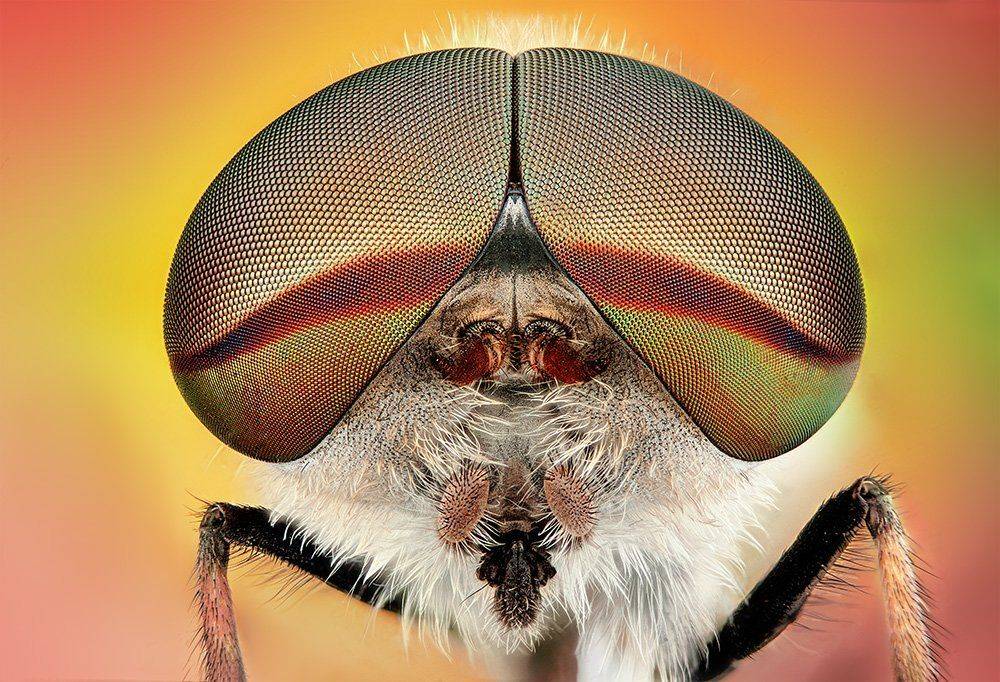 pu5z3k, Rados?aw Pusz