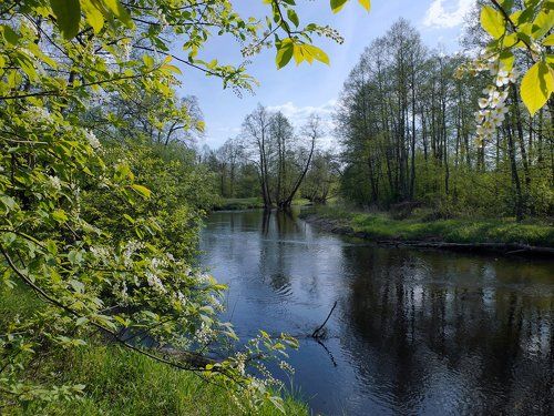 PROдолжение мая в Мещёре...