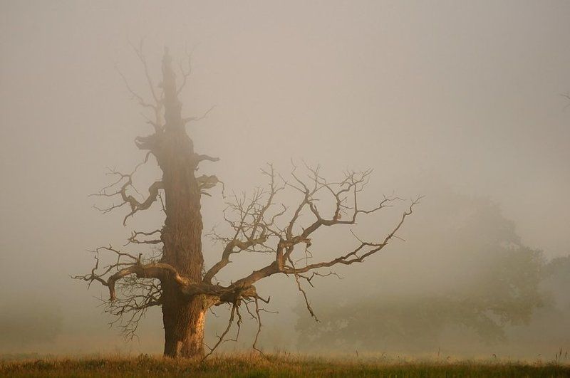 Окс фото превью