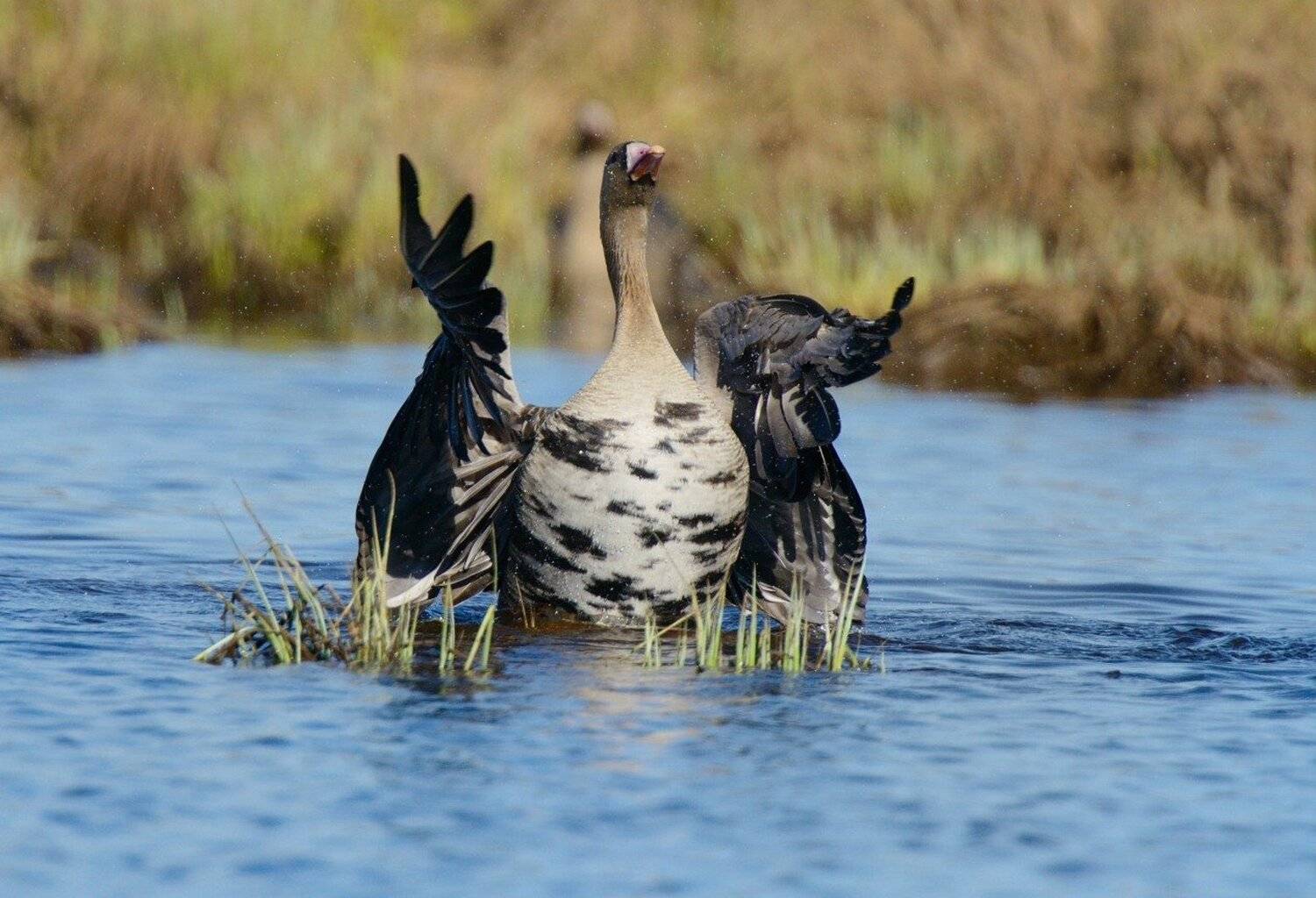 , Аникеев Владимир