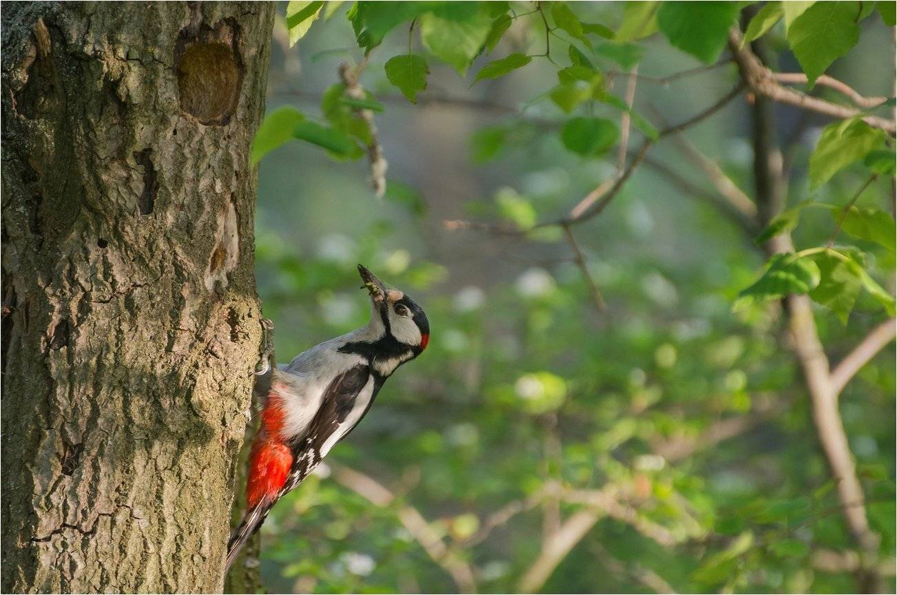 , Руслан Сигушин