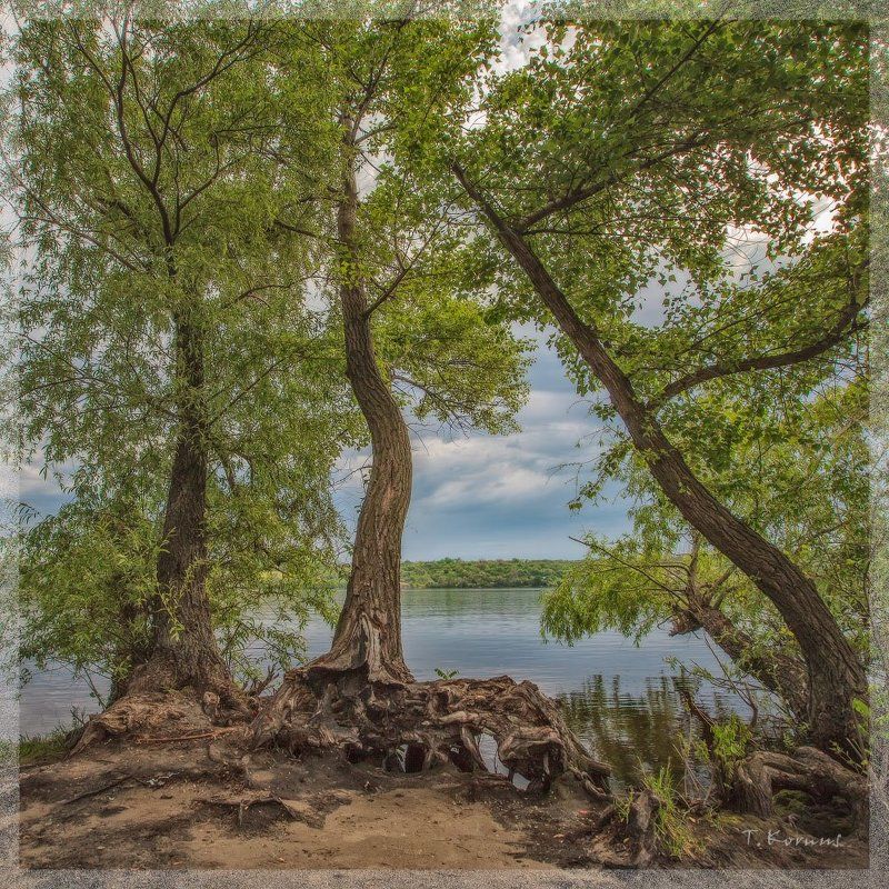 река,деревья,весна Три грации фото превью