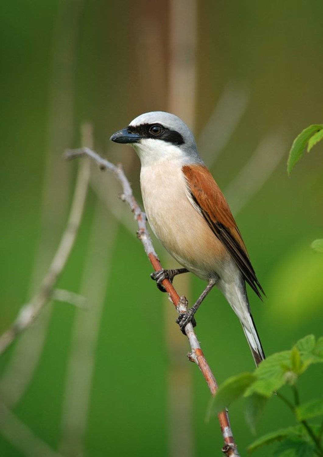 Весна, Жулан, Москва, Курочкин Валерий