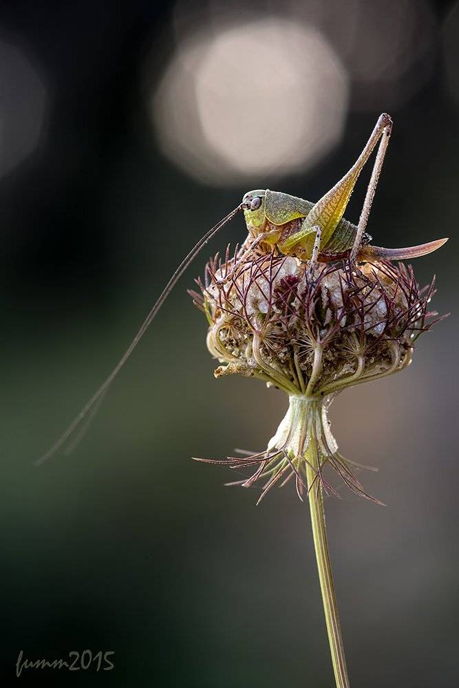 , Игорь ФУММ