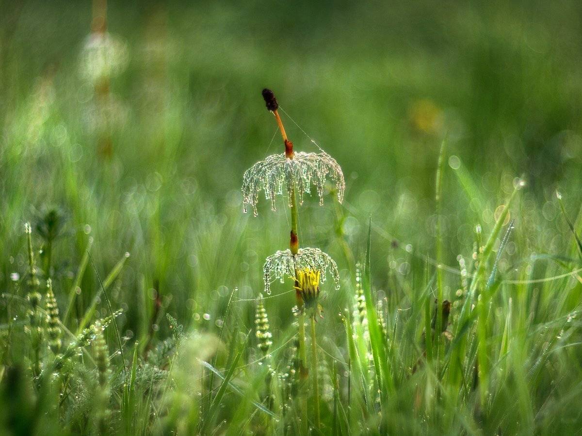 , Марина Брыдня